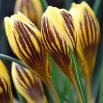 Krokus Gipsy Girl - 10 szt.