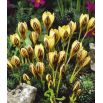 Krokus Gipsy Girl - 10 szt.