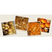 Łuskwiak nameko gotowy zestaw do uprawy w domu - 1 kg