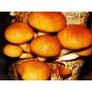 Łuskwiak nameko