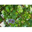 Męczennica błękitna - Passiflora Caerulea - sadzonka