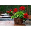 Pelargonia czerwona