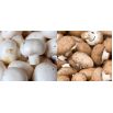 Pieczarka biała i brązowa do uprawy w domu i ogrodzie - 2 w 1 - 10 kg