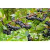 Aronia czarnoowocowa - sadzonka