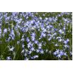 Śnieżnik lśniący - Chionodoxa luciliae - 10 szt.