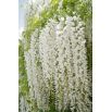 Wisteria biała - Glicynia chińska, Słodin - najpiękniejsze pnącze świata - sadzonka