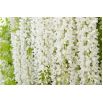 Wisteria biała - Glicynia chińska, Słodin - najpiękniejsze pnącze świata - sadzonka
