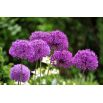 Czosnek ozdobny Purple Sensation - op. 3 szt.