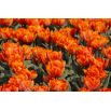 Tulipan Orange Princess - 5 szt.