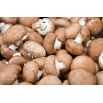 Pieczarka biała i brązowa do uprawy w domu i ogrodzie - 2 w 1 - 10 kg