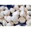 Pieczarka biała i brązowa do uprawy w domu i ogrodzie - 2 w 1 - 10 kg