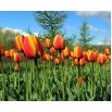 Tulipan Apeldoorn's Elite - 5 szt.