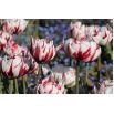 Tulipan Carnaval de Nice - 5 szt.