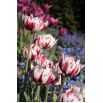 Tulipan Carnaval de Nice - 5 szt.