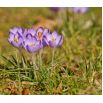 Krokus Grand Maitre - 10 szt.