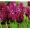 Tulipan Burgundy - 5 szt.