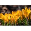 Krokus Goldilocks - 10 szt.