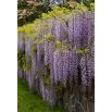 Wisteria niebiesko-fioletowa - Glicynia chińska, Słodin - najpiękniejsze pnącze świata - sadzonka