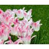 Tulipan Holland Chic - 5 szt.
