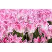 Tulipan Holland Chic - 5 szt.