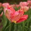 Tulipan Salmon Parrot - 5 szt.