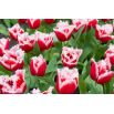 Tulipan Canasta - 5 szt.