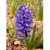 Hiacynt Blue Pearl - op. 3 szt.
