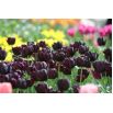Tulipan Black Hero - 5 szt.