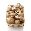 Pieczarka brązowa do uprawy w domu i ogrodzie - 10 kg