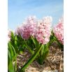 Hiacynt China Pink - op. 3 szt.