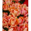 Tulipan Salmon Parrot - 5 szt.