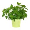 Melisa cytrynowa - aromatyczna nowość!