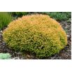 Thuja, Tuja, Żywotnik - Golden Tuffet - sadzonka