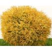 Thuja, Tuja, Żywotnik - Golden Tuffet - sadzonka