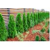 Thuja, Tuja, Żywotnik - Brabant - sadzonka - 20 - 30 cm