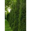 Thuja, Tuja, Żywotnik - Brabant - sadzonka - 20 - 30 cm
