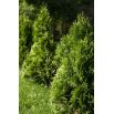 Thuja, Tuja, Żywotnik - Brabant - sadzonka - 20 - 30 cm