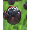 Tulipan Black Hero - 5 szt.