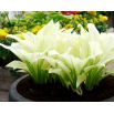 Funkia - Hosta White Feather