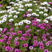 Osteospermum - mieszanka