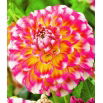 Dalia - Hawaii