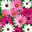 Osteospermum - mieszanka