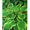 Funkia - Hosta Aureomarginata