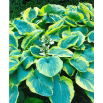 Funkia - Hosta Francess Williams