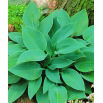 Funkia - Hosta Halcyon