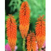 Kniphofia pomarańczowa - 1 szt.