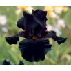 Kosaciec, Irys - Czarny - Black Night