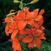 Lilia azjatycka pomarańczowa - Orange