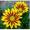 Gazania lśniąca