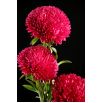 Aster - Polska Flaga